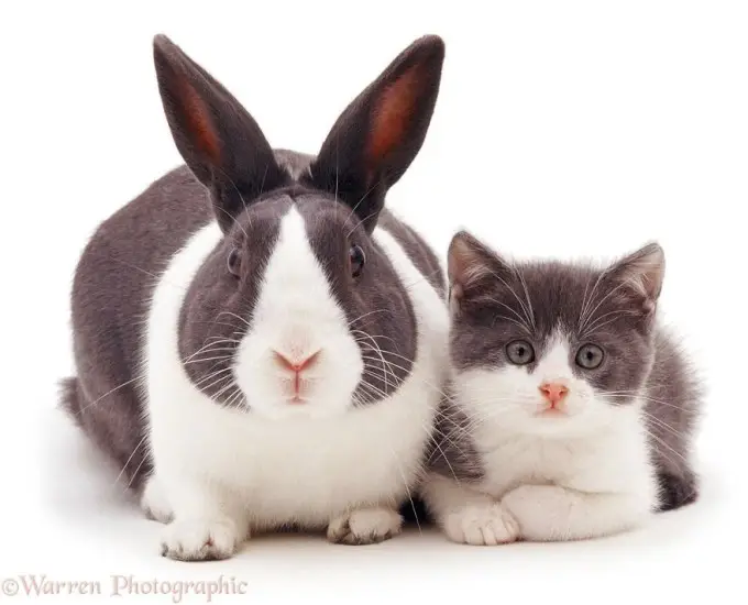 Big rabbit and cat