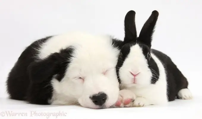 Dog & rabbit