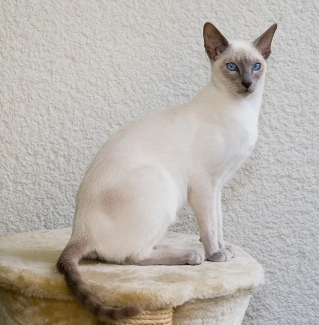White Balinese Cat