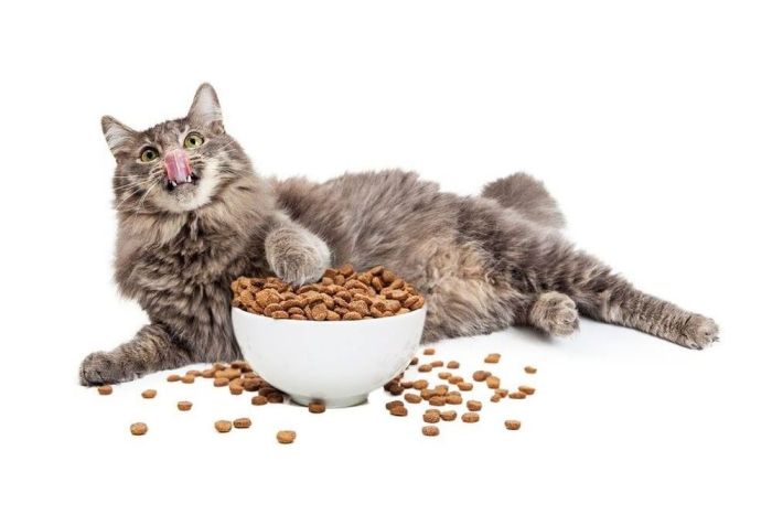 Weigh Gain Cat Food