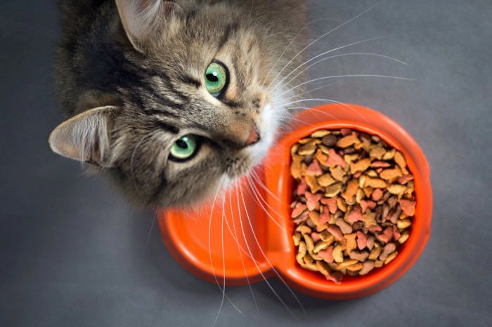 High Protein Cat Food (dry & wet)
