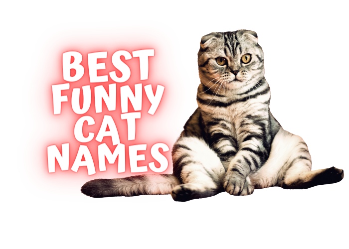 200 Best Funny Cat Names and Their Meanings | Happy Cats ...