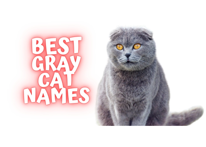 list of best gray cat names