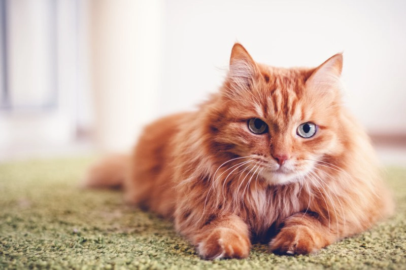 names for orange cat breed