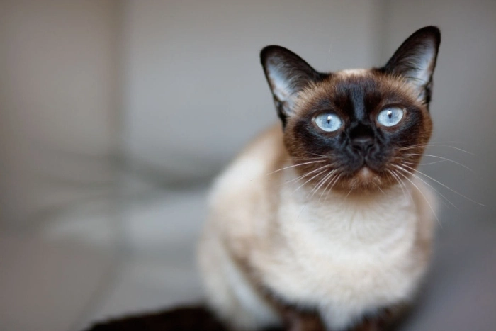 list of names for Siamese cat