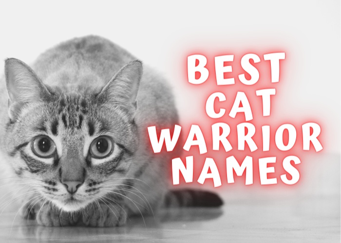 cat warrior names list