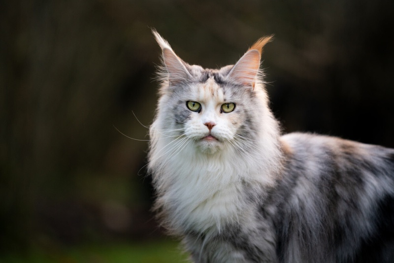 11 Popular Largest Domestic Cat Breeds Happy Cats Online